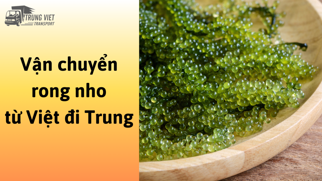 Vận chuyển rong nho từ Việt Nam đi Trung Quốc