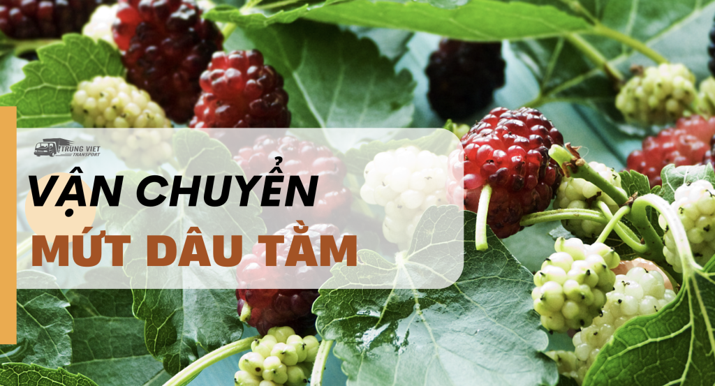 Vận chuyển mứt dâu tằm từ Việt Nam đi Trung Quốc