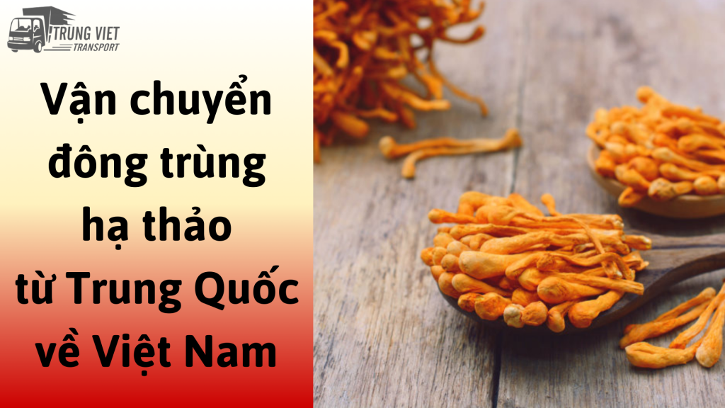 Dịch vụ vận chuyển đông trùng hạ thảo từ Trung Quốc về Việt Nam