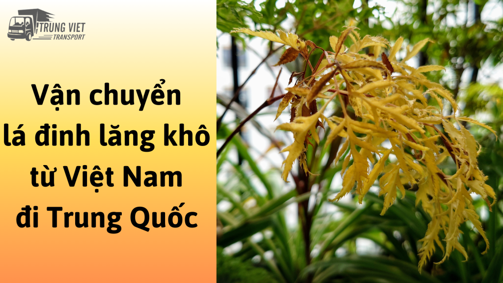 Dịch vụ vận chuyển lá đinh lăng khô từ Việt Nam đi Trung Quốc