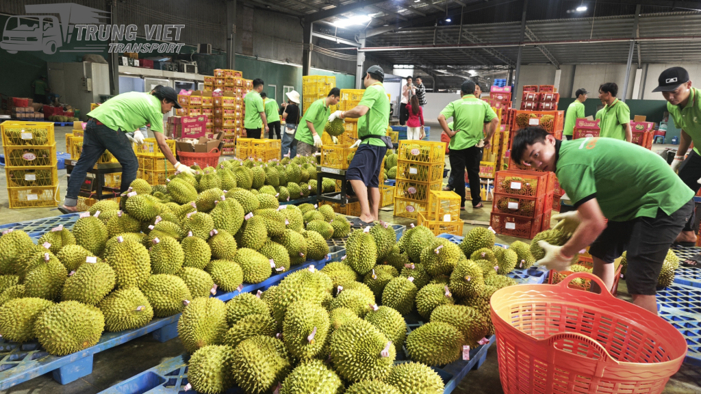 Đầu Tháng 5, Hơn 150Cont Sầu Riêng bị quay đầu từ cửa khẩu về Phước An, Tổng gần 2400 tấn Sầu Riêng.