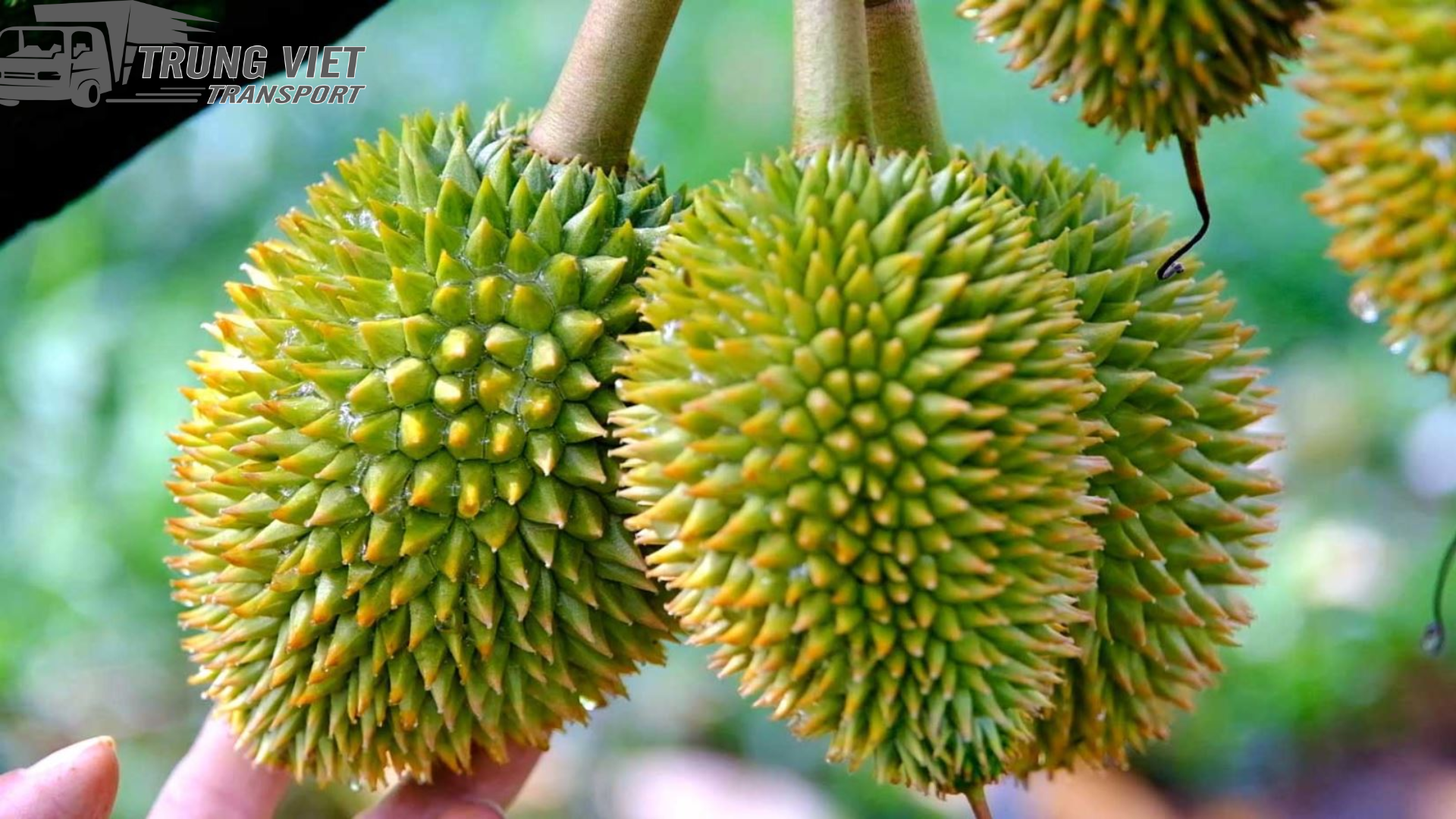 Đầu Tháng 5, Hơn 150Cont Sầu Riêng bị quay đầu từ cửa khẩu về Phước An, Tổng gần 2400 tấn Sầu Riêng