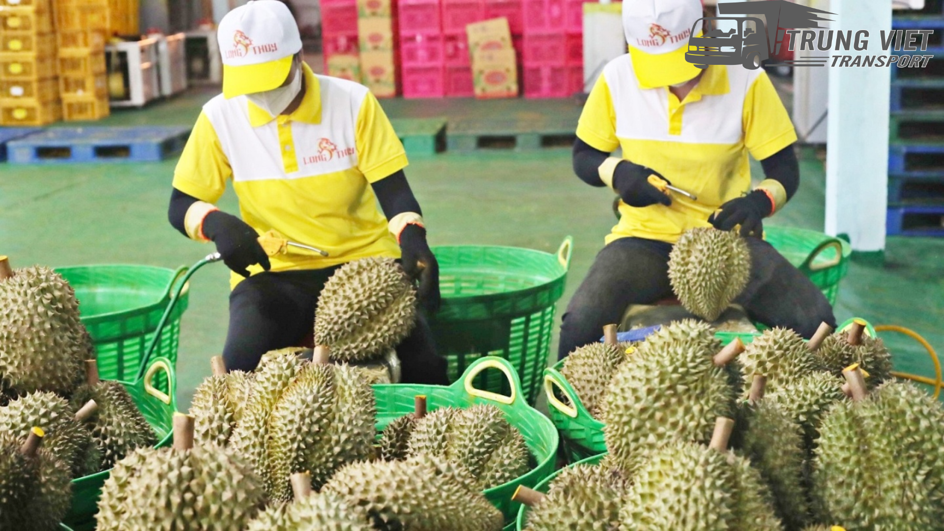 Đầu Tháng 5, Hơn 150Cont Sầu Riêng bị quay đầu từ cửa khẩu về Phước An, Tổng gần 2400 tấn Sầu Riêng