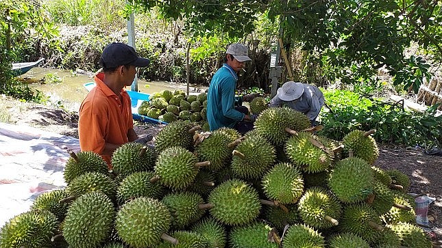 Sầu riêng sẽ là nông sản xuất khẩu mang lại kim ngạch lớn khi Trung Quốc mở cửa.